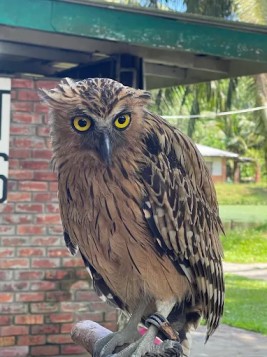 Miri Crocodile Farm and Mini Zoo Experience